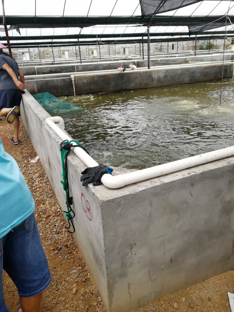 东海海水养殖大虾，专业户自产自销