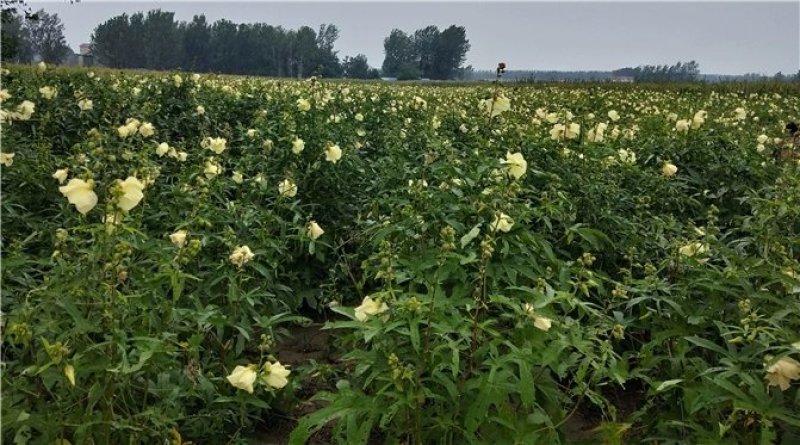 金花葵种子菜芙蓉花大花秋葵芙蓉葵马络葵种子四季开花锦葵
