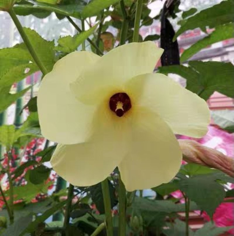 金花葵种子菜芙蓉花大花秋葵芙蓉葵马络葵种子四季开花锦葵