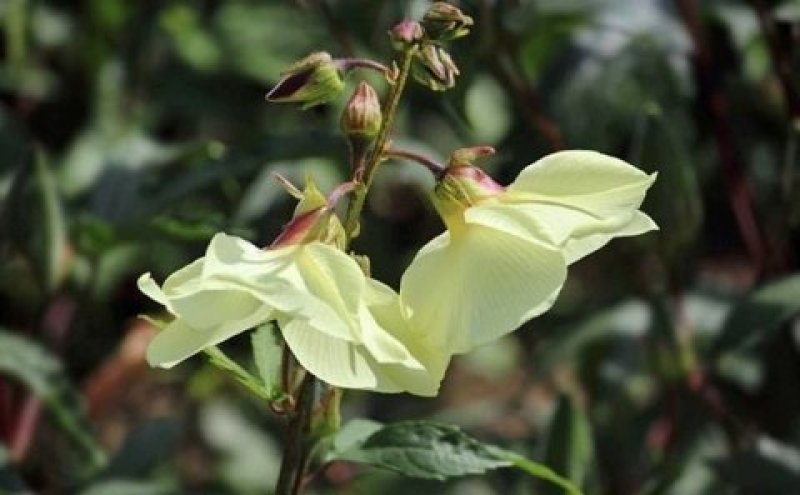 金花葵种子菜芙蓉花大花秋葵芙蓉葵马络葵种子四季开花锦葵