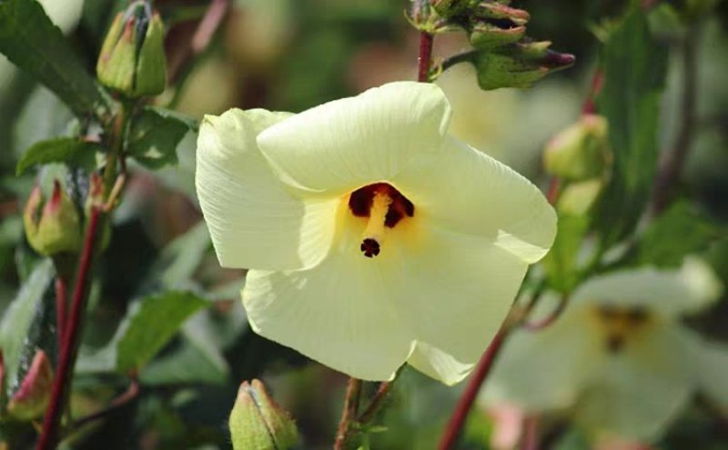 金花葵种子菜芙蓉花大花秋葵芙蓉葵马络葵种子四季开花锦葵