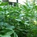 金花葵种子菜芙蓉花大花秋葵芙蓉葵马络葵种子四季开花锦葵