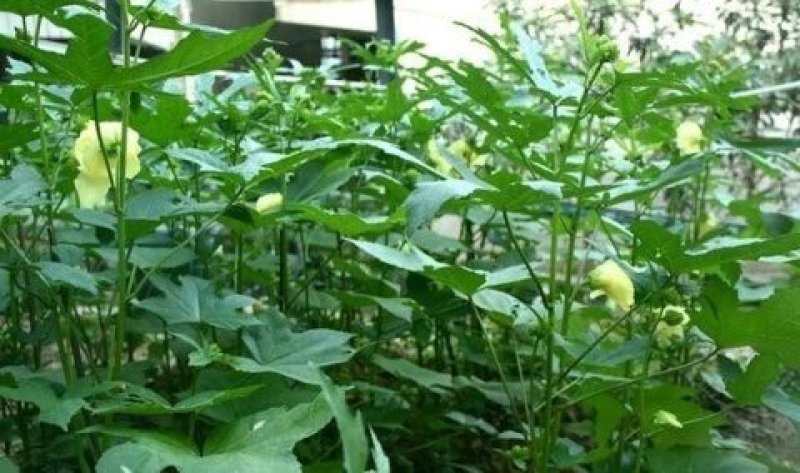 金花葵种子菜芙蓉花大花秋葵芙蓉葵马络葵种子四季开花锦葵