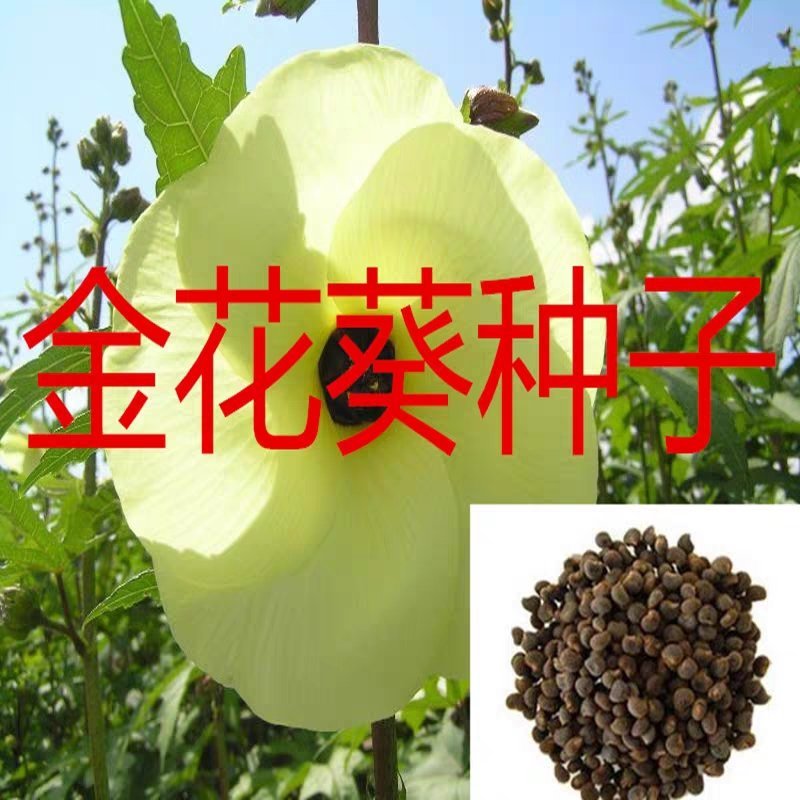 金花葵种子菜芙蓉花大花秋葵芙蓉葵马络葵种子四季开花锦葵