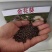 金花葵种子菜芙蓉花大花秋葵芙蓉葵马络葵种子四季开花锦葵