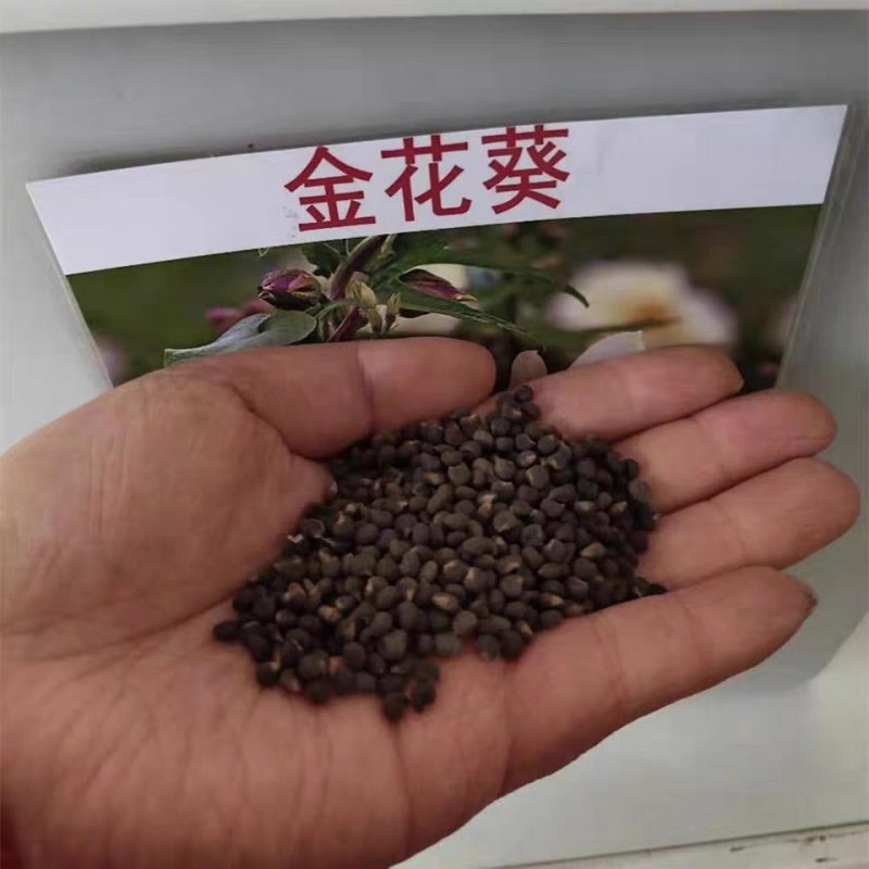 金花葵种子菜芙蓉花大花秋葵芙蓉葵马络葵种子四季开花锦葵