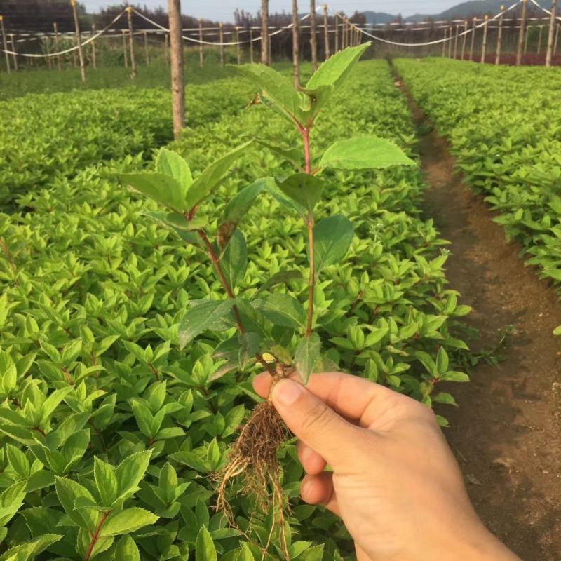开原市智豪苗圃木绣球绣球花大花水桠木