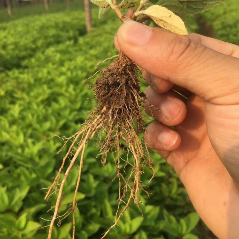 开原市智豪苗圃木绣球绣球花大花水桠木