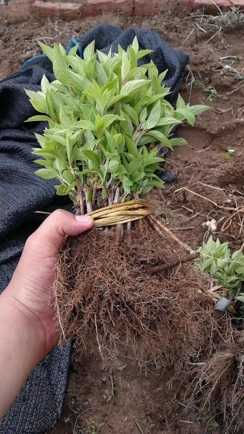 开原市智豪苗圃木绣球绣球花大花水桠木