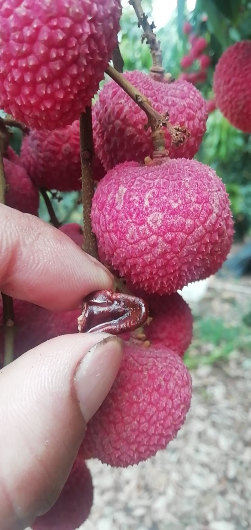 三都澳晚熟荔玠溪精品状元红