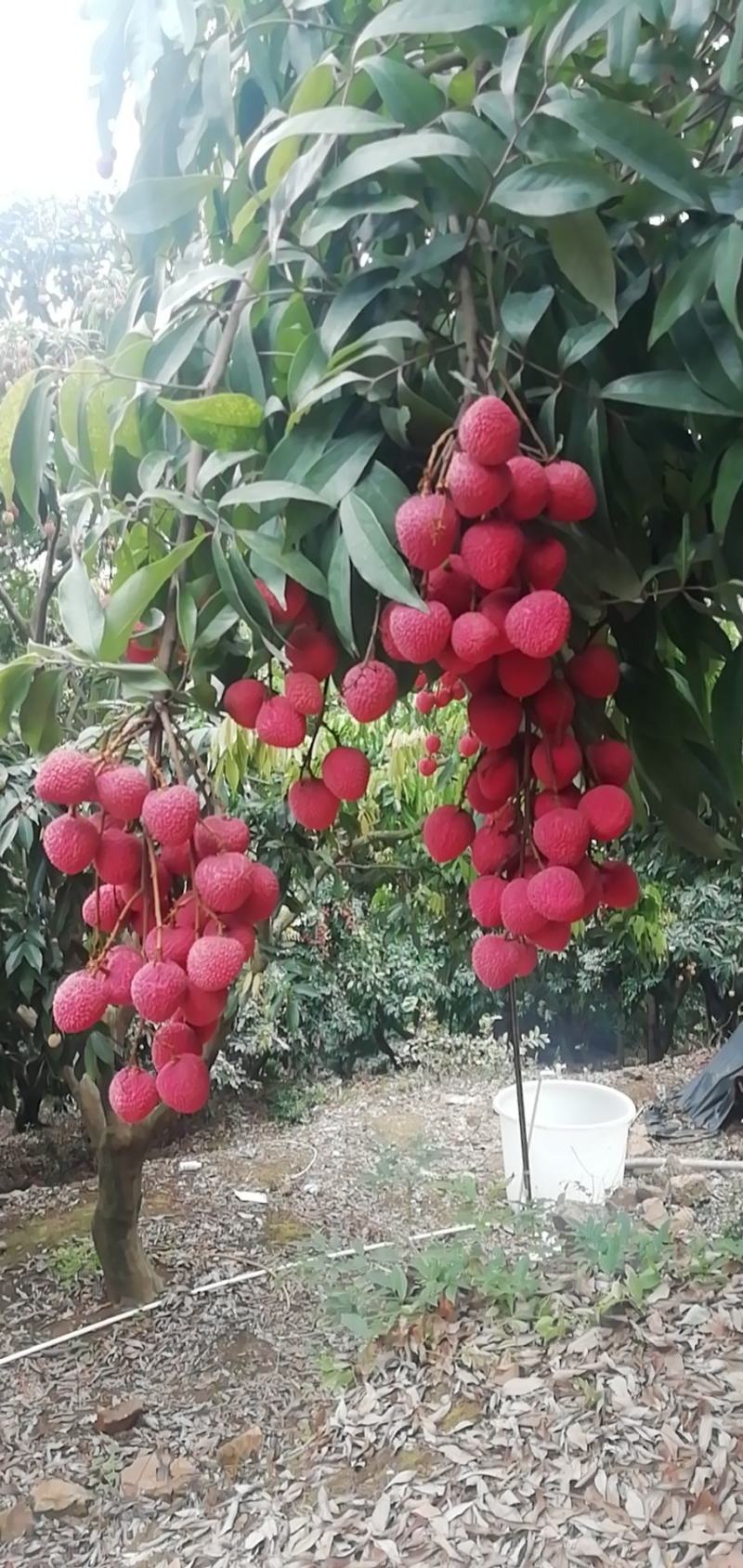 三都澳晚熟荔玠溪精品状元红