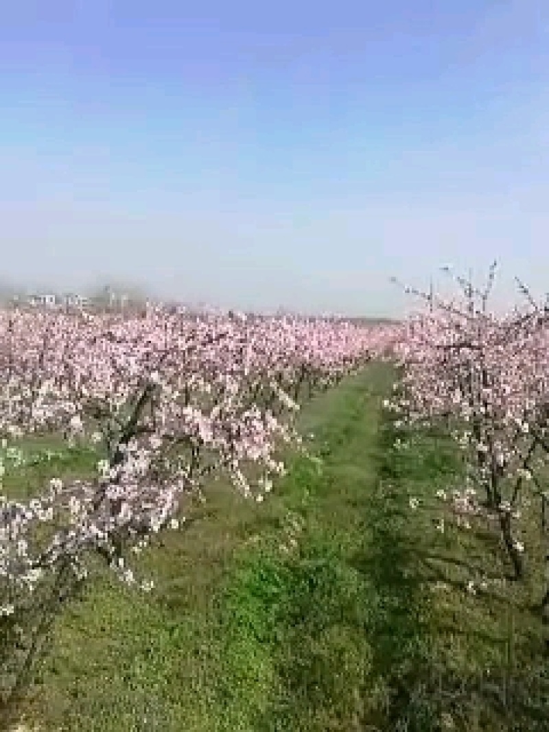 桃树，四十十二公分盛果期主杆型、开心型桃树，裸根土球匀可
