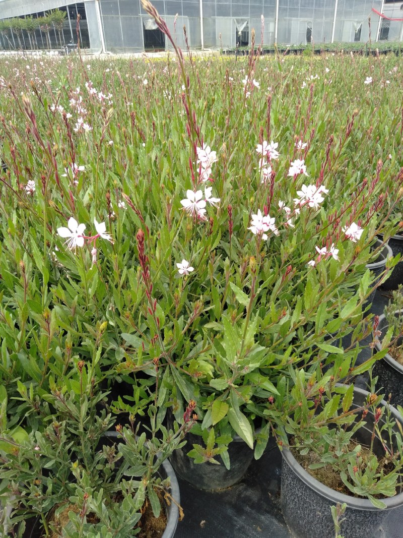 千鸟花杯苗，山桃草杯苗，山桃草种植基地直销