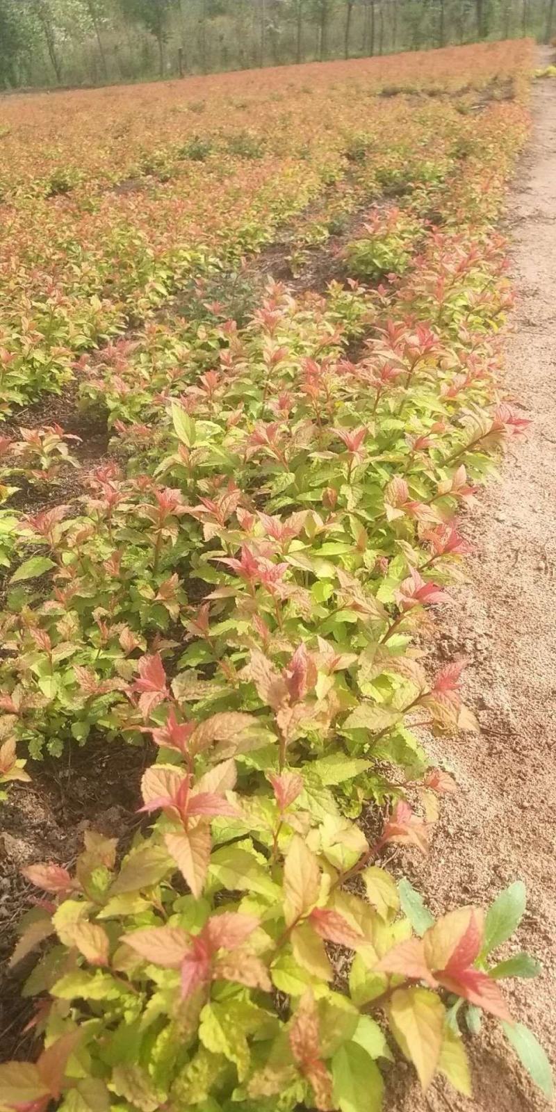绣线菊金山绣线菊金焰绣线菊园林绿化苗木