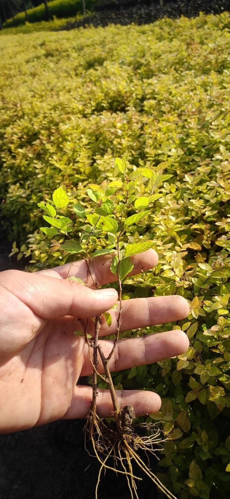 绣线菊金山绣线菊金焰绣线菊园林绿化苗木