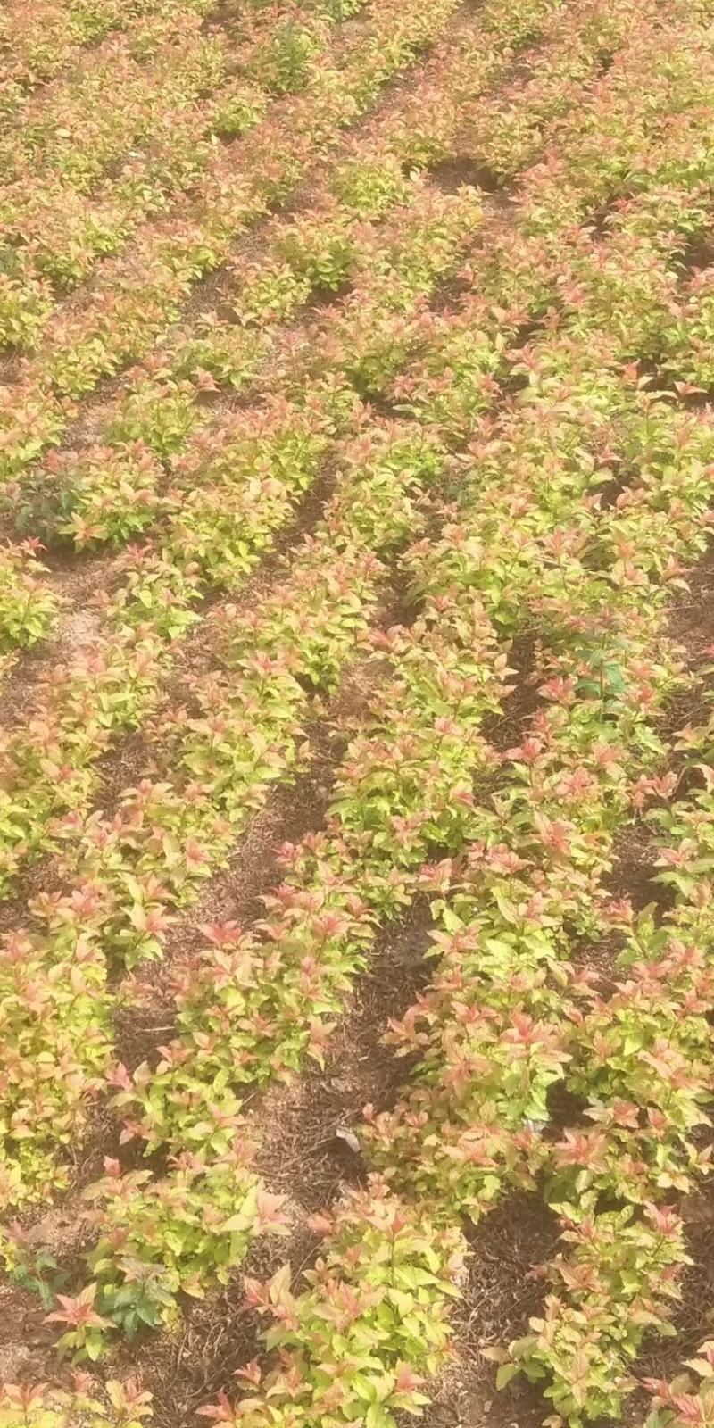 绣线菊金山绣线菊金焰绣线菊园林绿化苗木