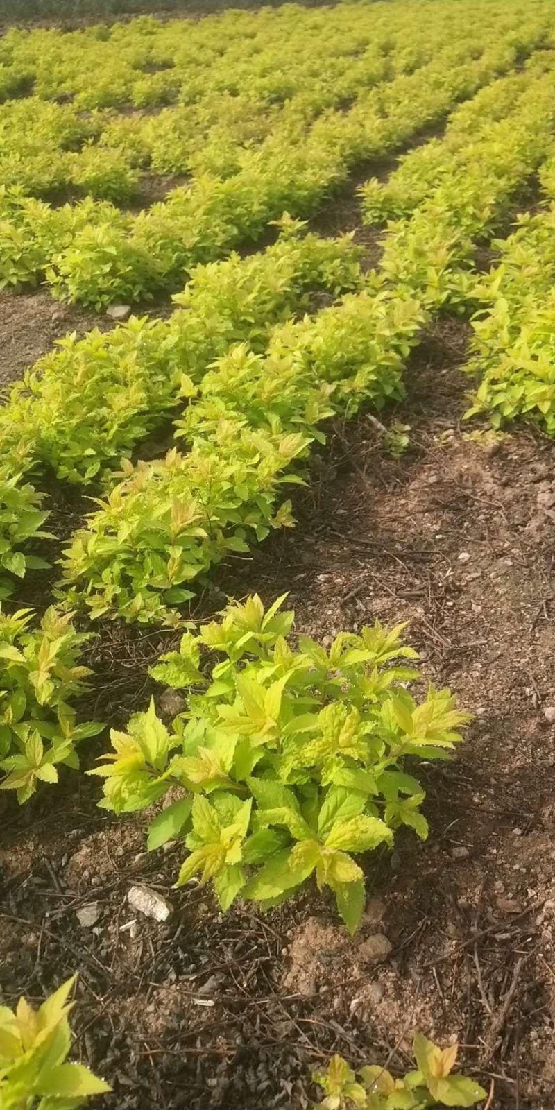 辽宁开原智豪苗圃绣线菊金山绣线菊金焰绣线菊