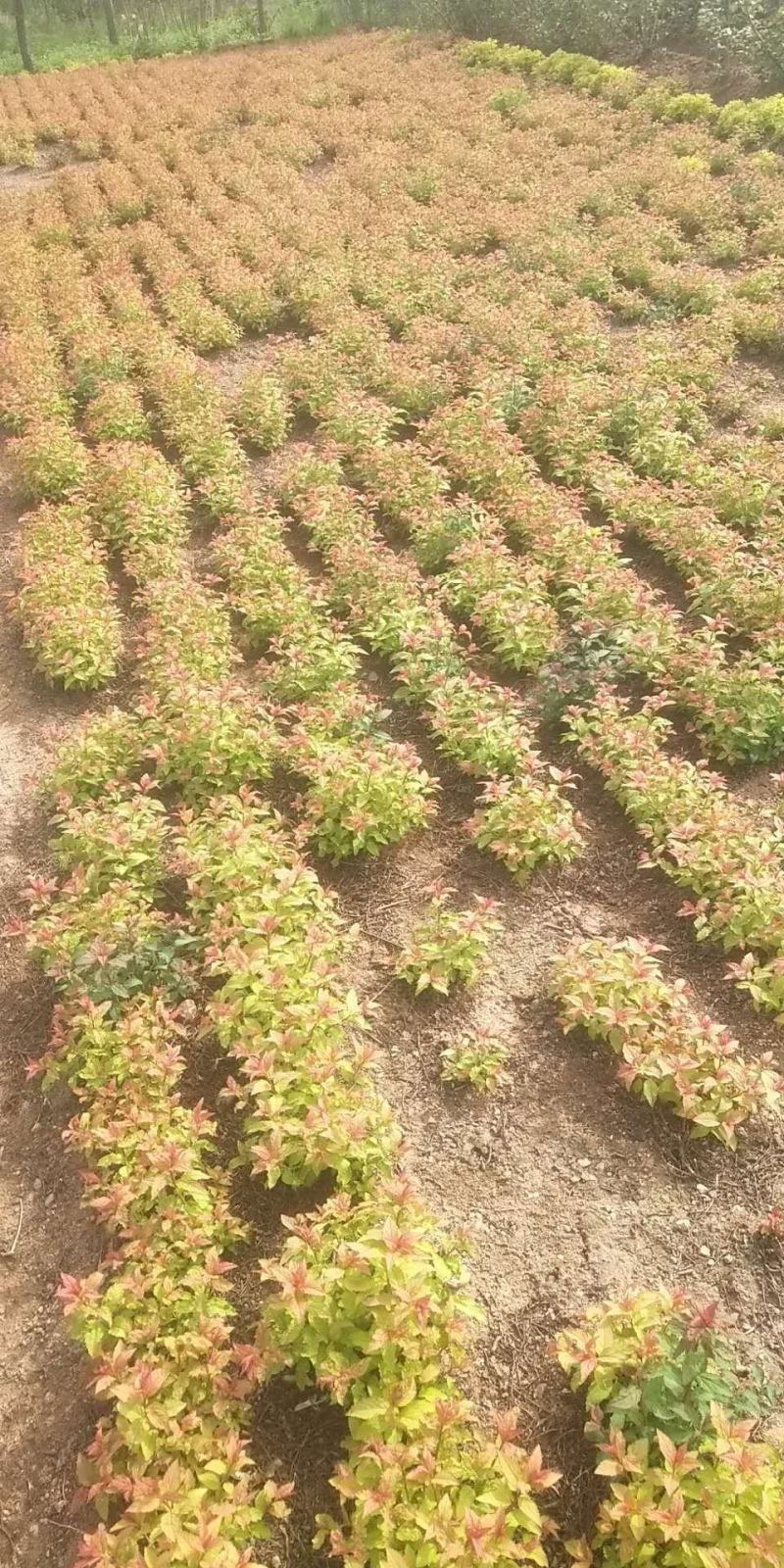辽宁开原智豪苗圃绣线菊金山绣线菊金焰绣线菊