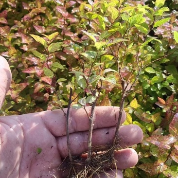 辽宁开原智豪苗圃绣线菊金山绣线菊金焰绣线菊