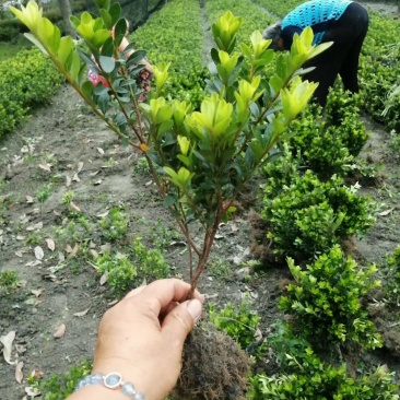 夏鹃地苗杯苗20-40高基地直销市政园林杜鹃苗批发