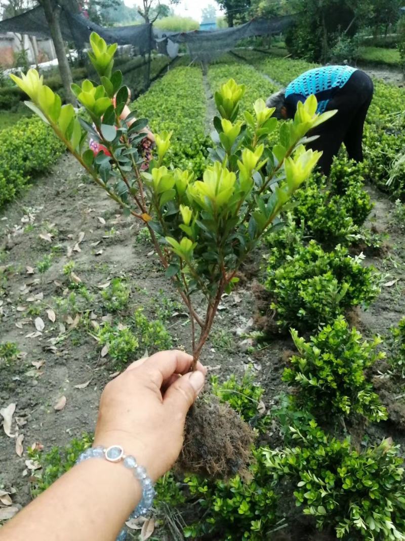 夏鹃地苗杯苗20-40高基地直销市政园林杜鹃苗批发