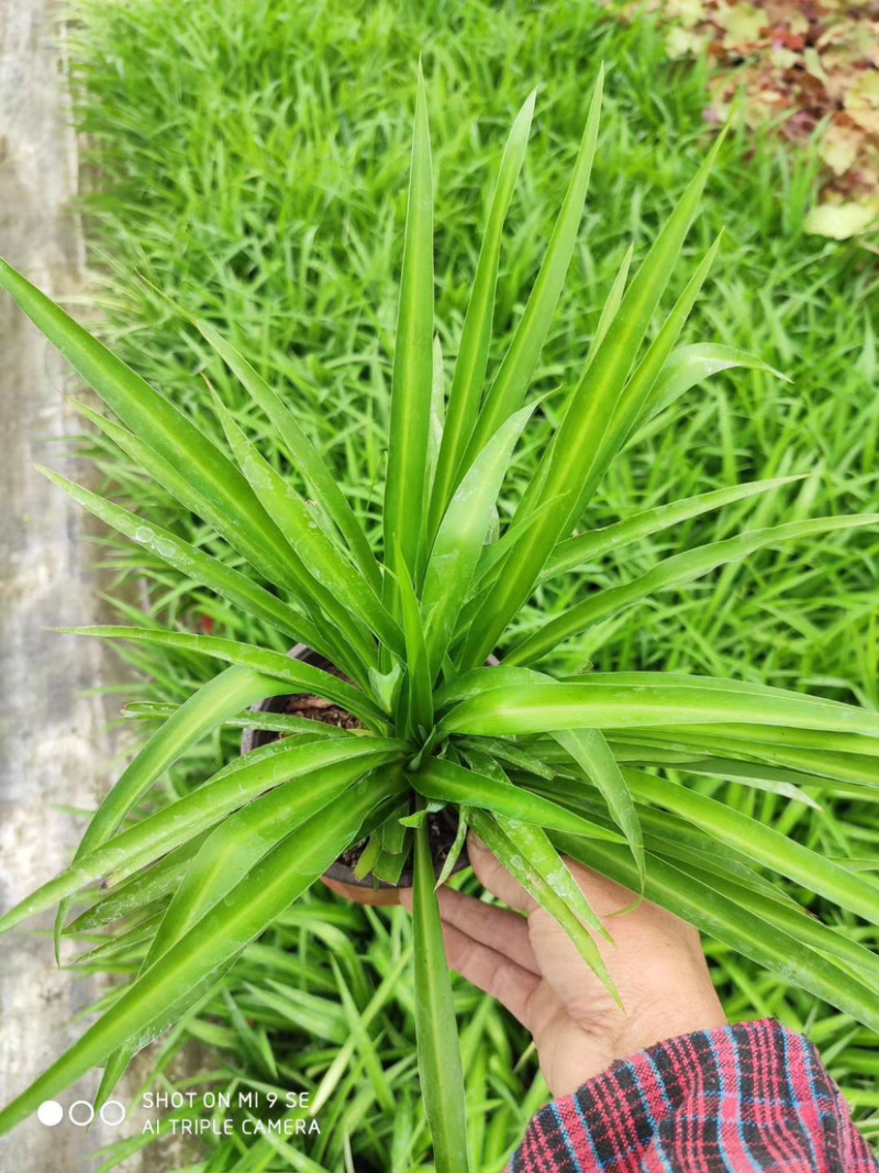 金边吊兰价格，四川金边吊兰