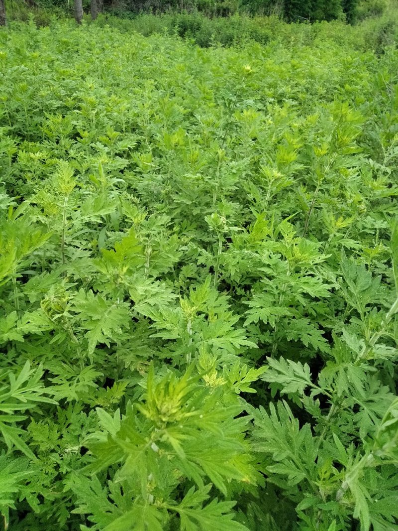 供应青蒿一万吨，云南野生