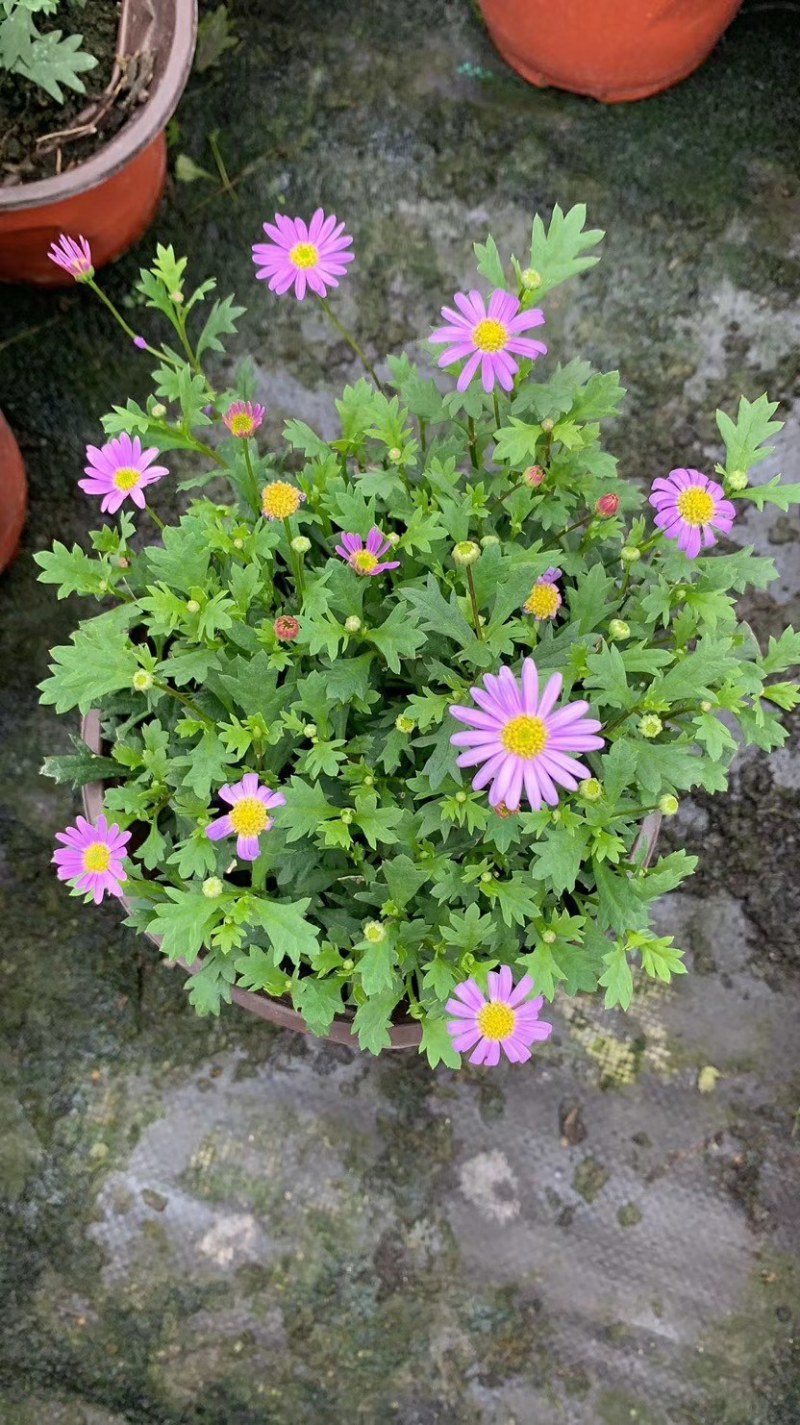 姬小菊，大量姬小菊杯苗，姬小菊种植基地直销