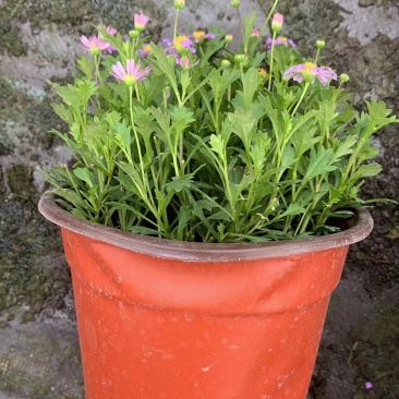 姬小菊，大量姬小菊杯苗，姬小菊种植基地直销