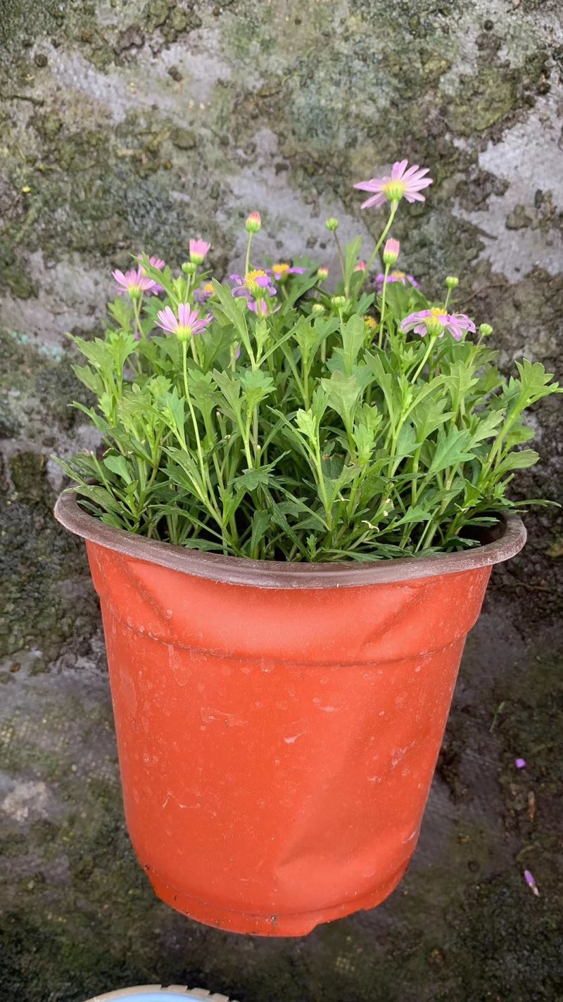 姬小菊，大量姬小菊杯苗，姬小菊种植基地直销