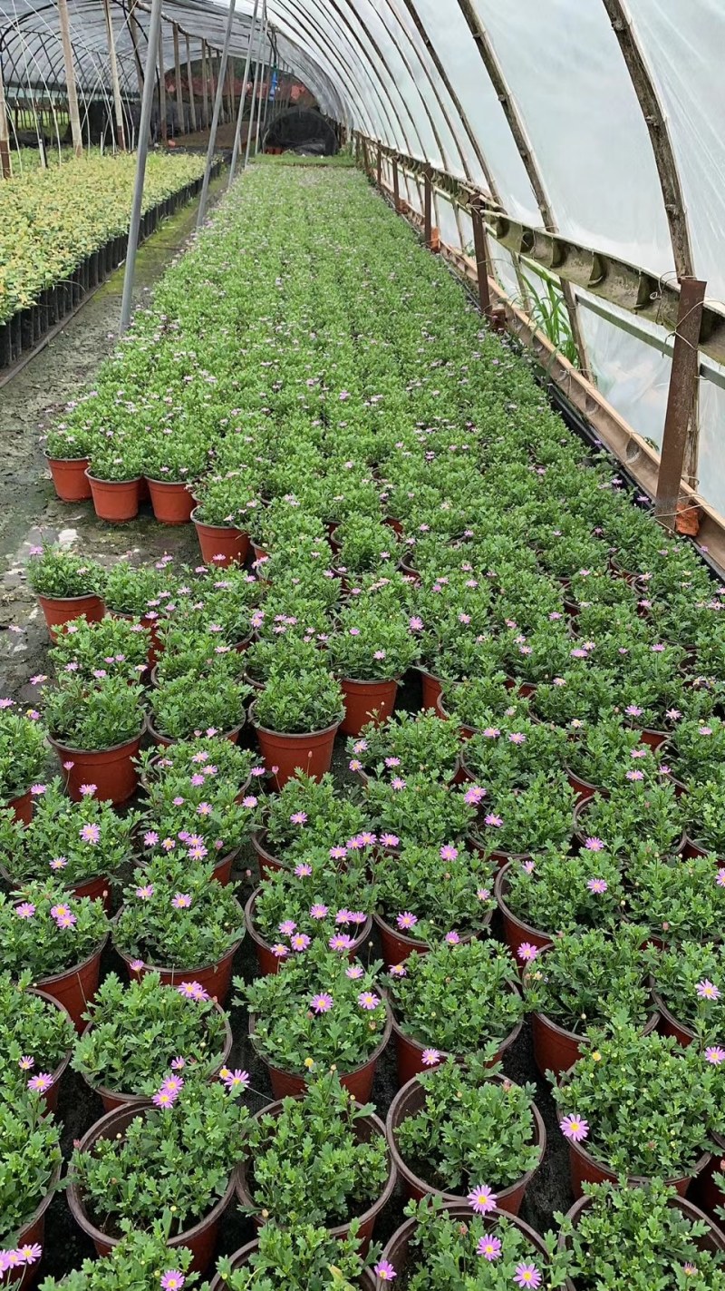 姬小菊，大量姬小菊杯苗，姬小菊种植基地直销