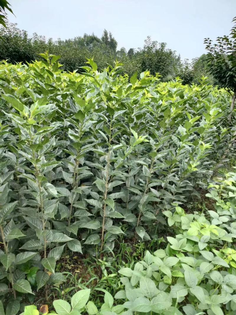 自家苗圃供应樱花条子基地直销视频看货保质保量