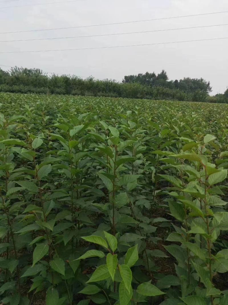 自家苗圃供应樱花条子基地直销视频看货保质保量
