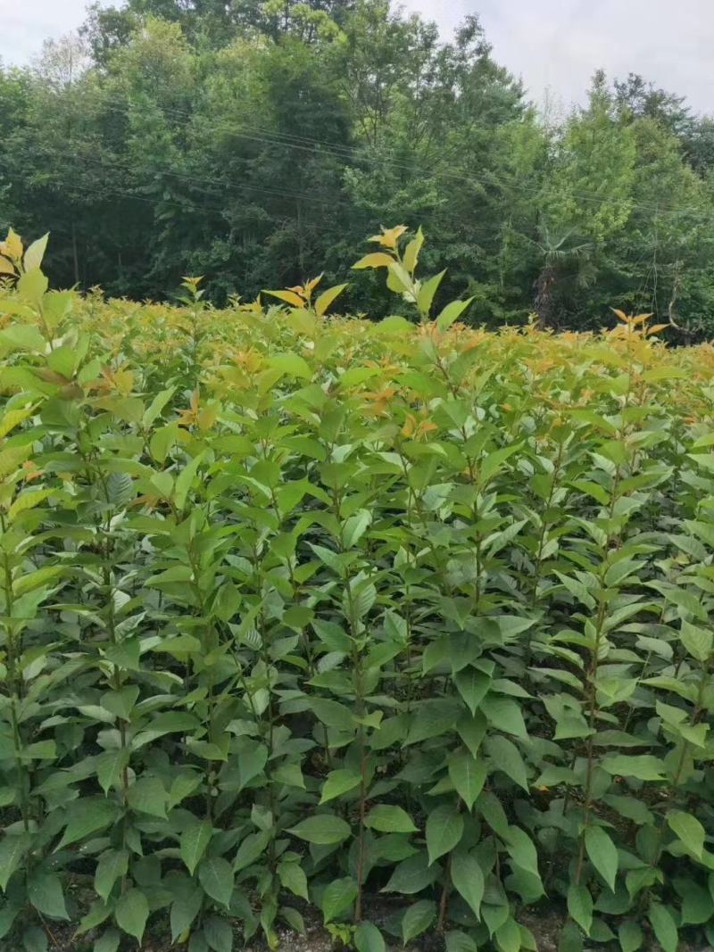自家苗圃供应樱花条子基地直销视频看货保质保量