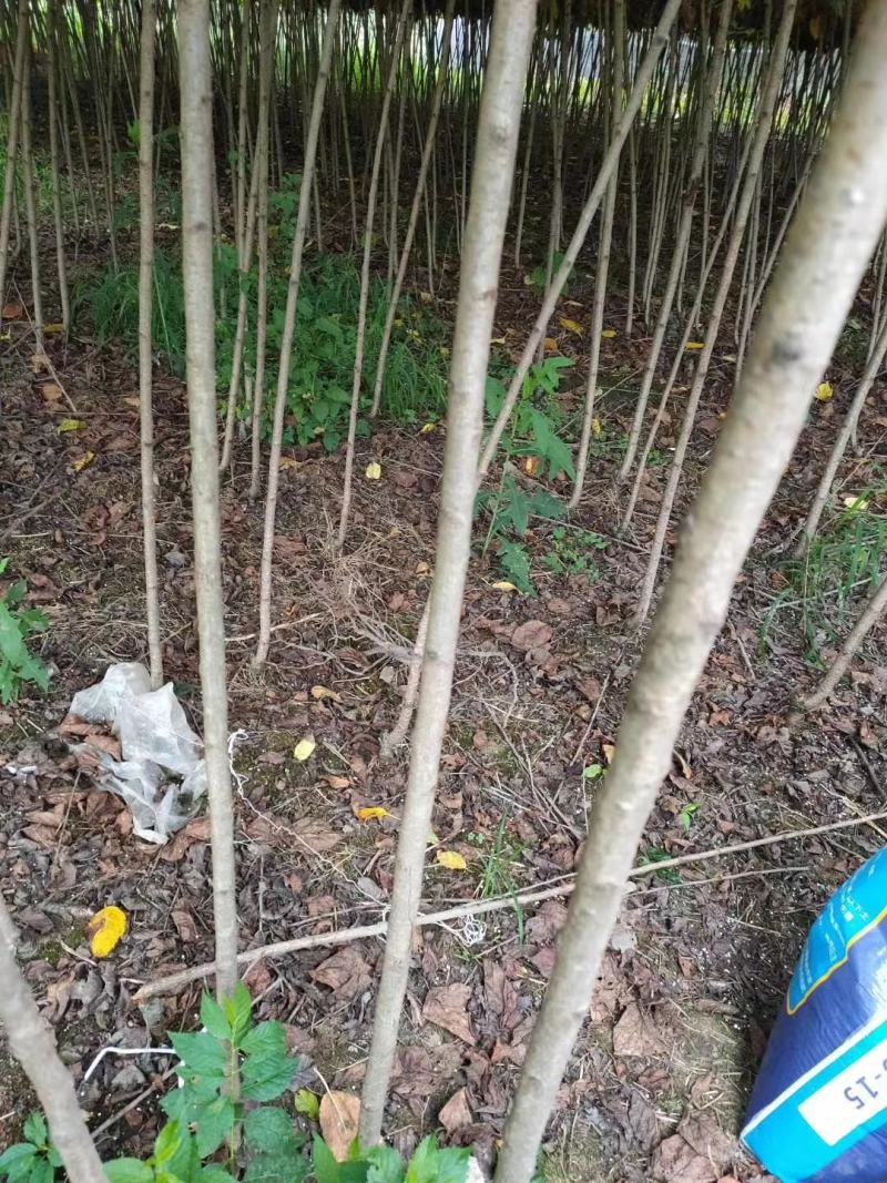 自家苗圃供应樱花条子基地直销视频看货保质保量
