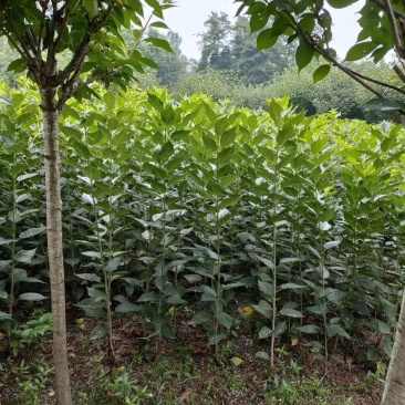自家苗圃供应樱花条子基地直销视频看货保质保量