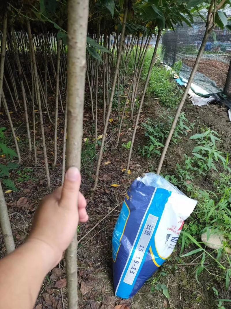 自家苗圃供应樱花条子基地直销视频看货保质保量