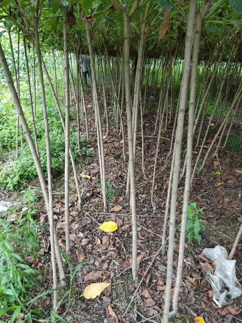 自家苗圃供应樱花条子基地直销视频看货保质保量