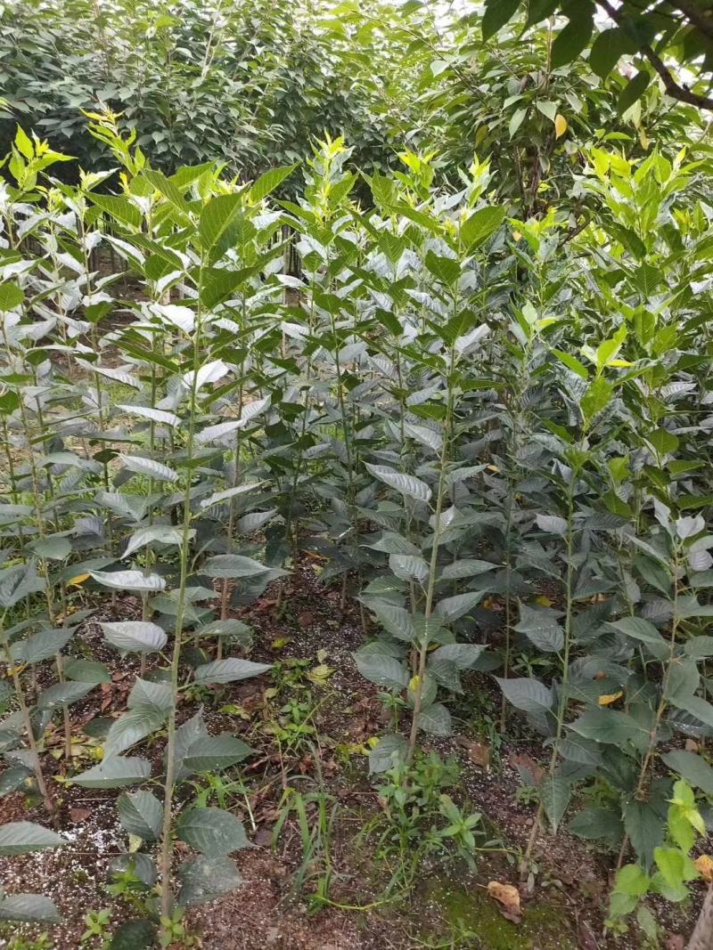 自家苗圃供应樱花条子基地直销视频看货保质保量