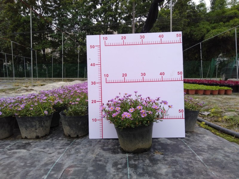 姬小菊，大量姬小菊杯苗，姬小菊种植基地直销