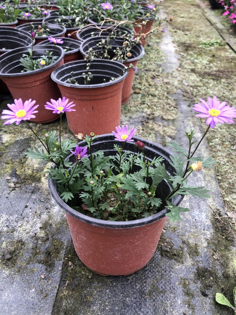 姬小菊，大量姬小菊杯苗，姬小菊种植基地直销