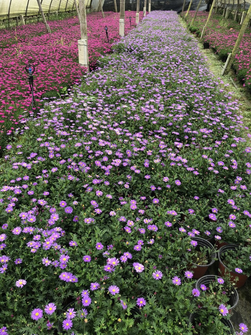 姬小菊，大量姬小菊杯苗，姬小菊种植基地直销
