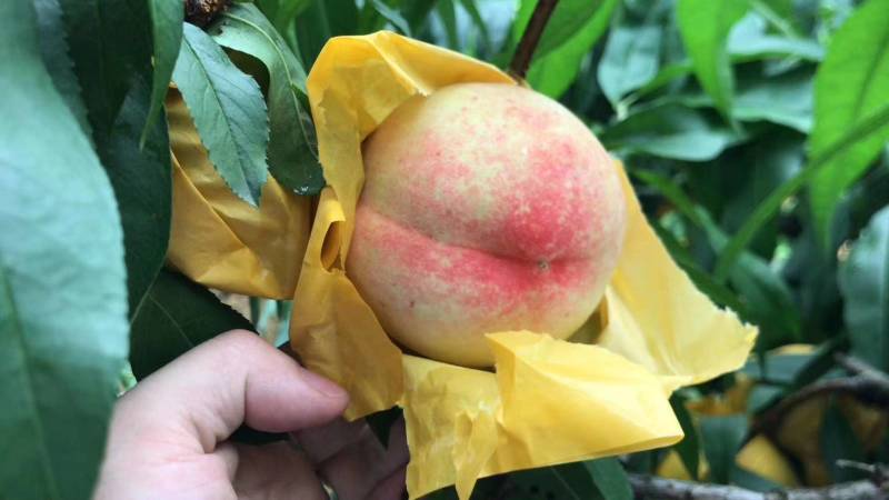 基地现摘正宗高山湖景蜜露水蜜桃白凤水蜜桃