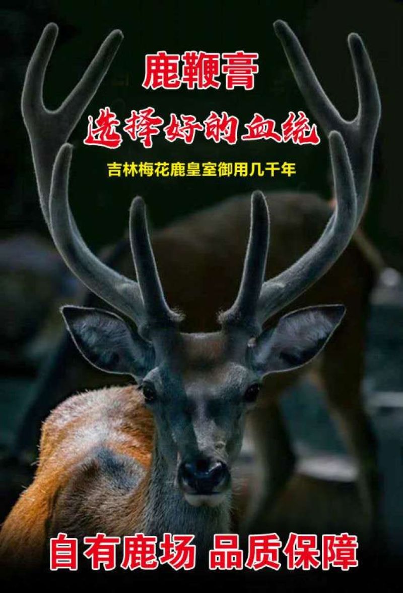 【浓缩加强版】鹿鞭人参膏加强版高纯度正规资质手续齐全