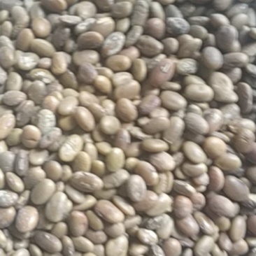 精选芽豆粒粒精选颗颗香脆。全国发货