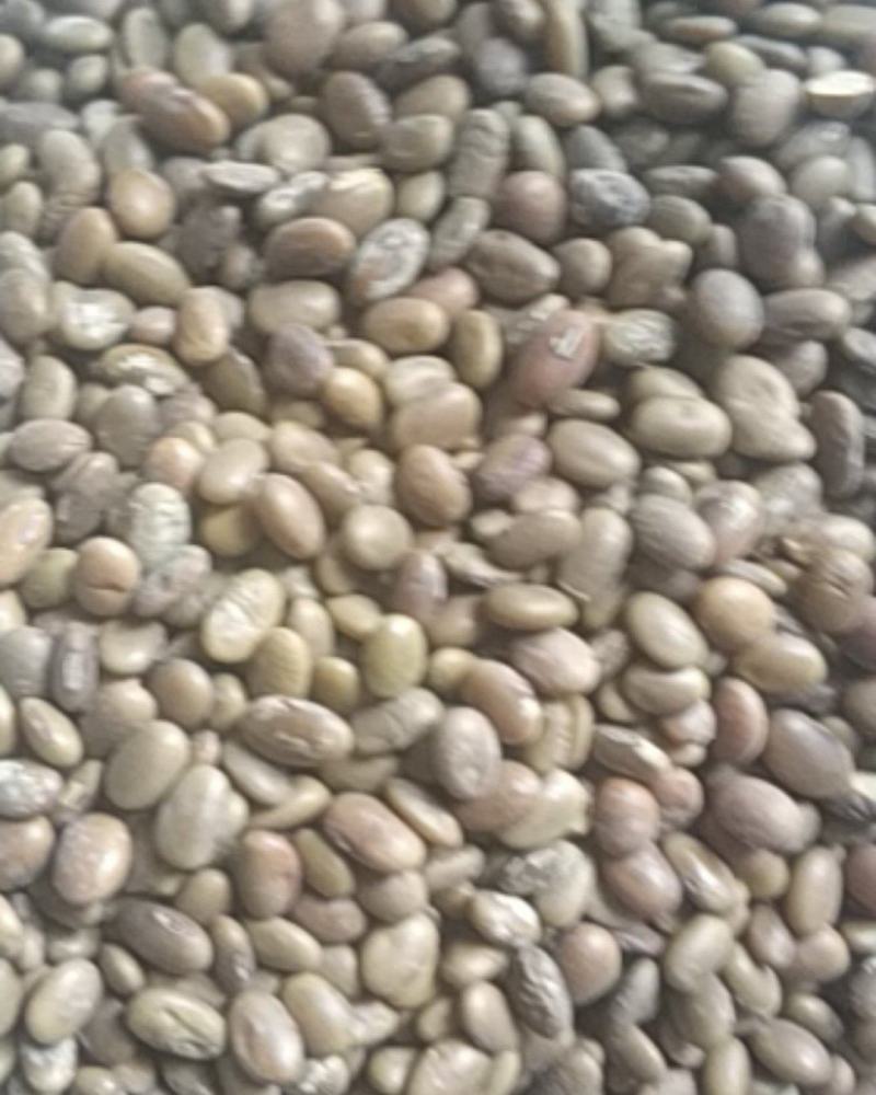 精选芽豆粒粒精选颗颗香脆。全国发货