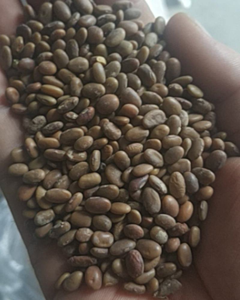 精选芽豆粒粒精选颗颗香脆。全国发货