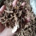 地骨皮各种规格枸杞根皮批发零售各种规格中药材