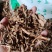地骨皮各种规格枸杞根皮批发零售各种规格中药材