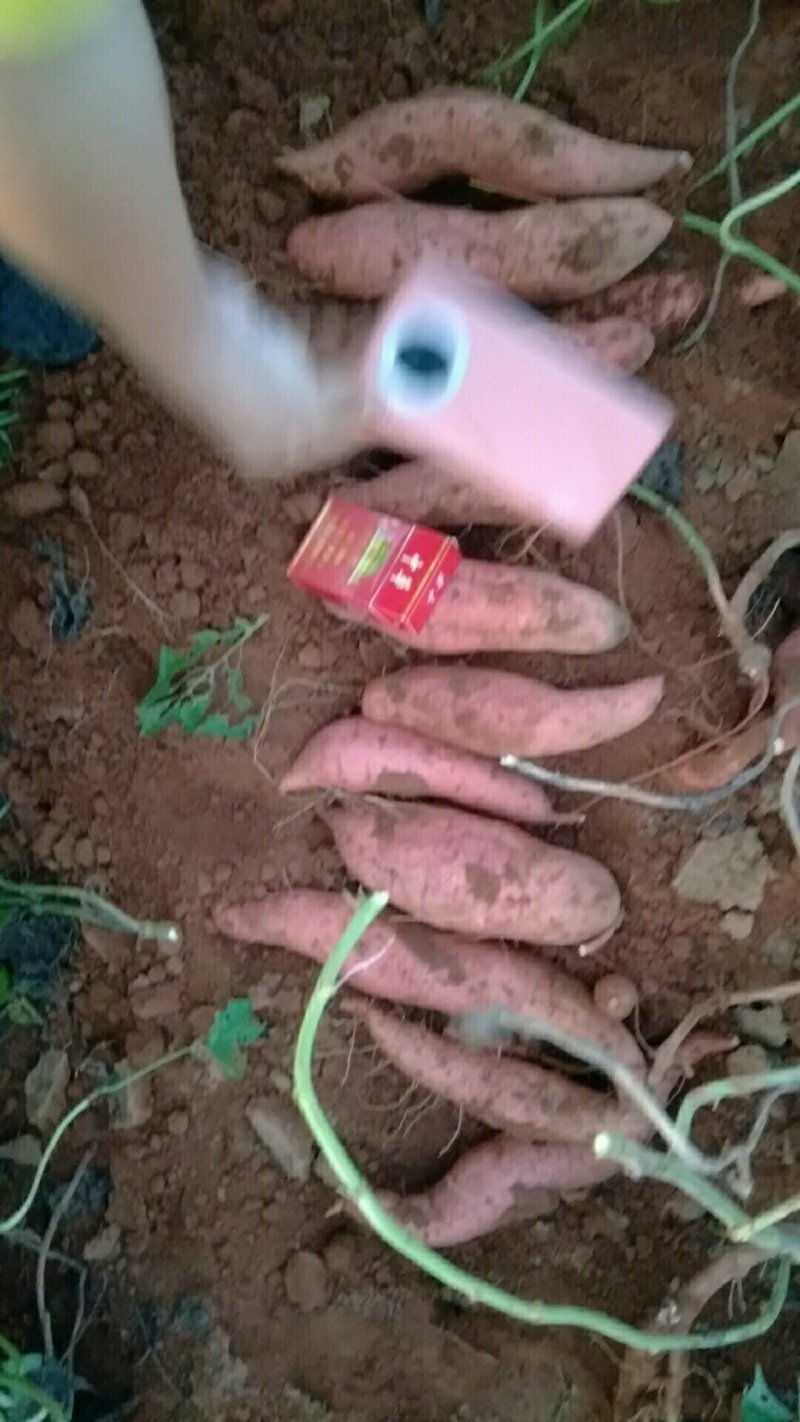 西瓜红